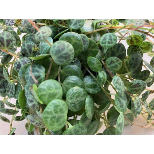 Peperomia prostrata 'Turtle'