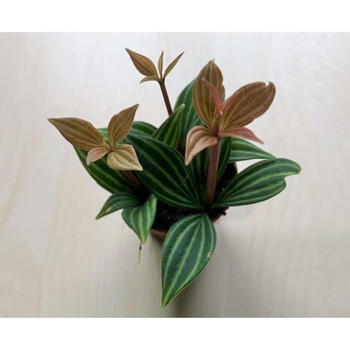 Peperomia