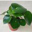 Peperomia polybotrya Raindrop