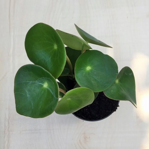 Peperomia polybotrya Raindrop