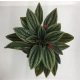 Peperomia caperata rosso