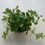 Peperomia rotundifolia