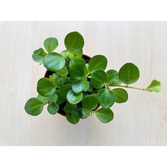 Peperomia rotundifolia