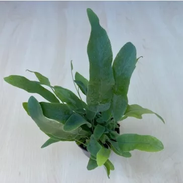 Phlebodium aureum - MINI