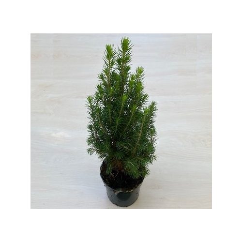 Picea glauca 'Conica' 25-30 cm