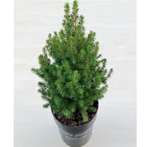 Picea glauca 'Perfecta' 60 cm