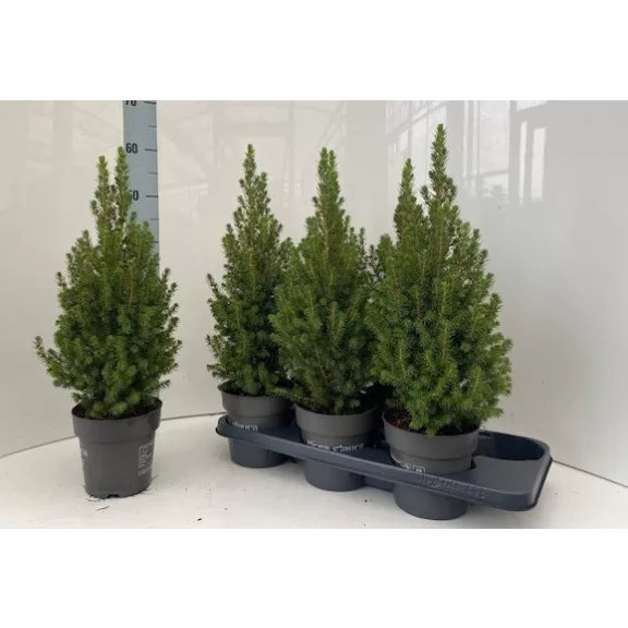 Picea glauca 'Perfecta' 60 cm