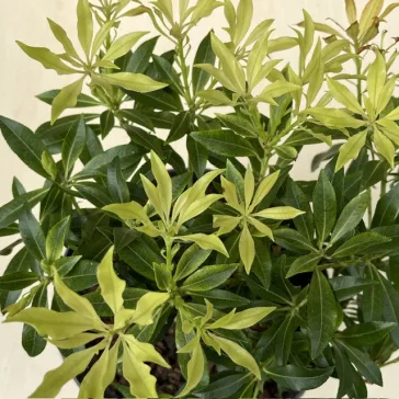 Pieris japonica 'Forest Flame' 
