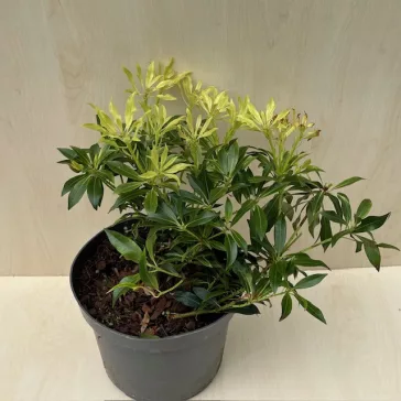 Pieris japonica 'Forest Flame' 