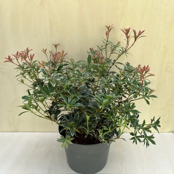 Pieris japonica ‘Little Heath’ Pieris japonica ‘Little Heath’