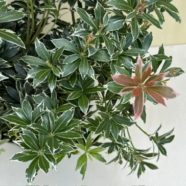 Pieris japonica ‘Little Heath’