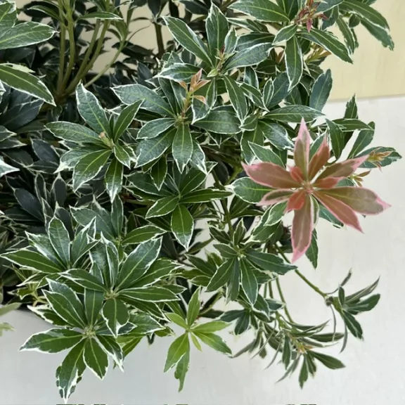 Pieris japonica ‘Little Heath’ Pieris japonica ‘Little Heath’
