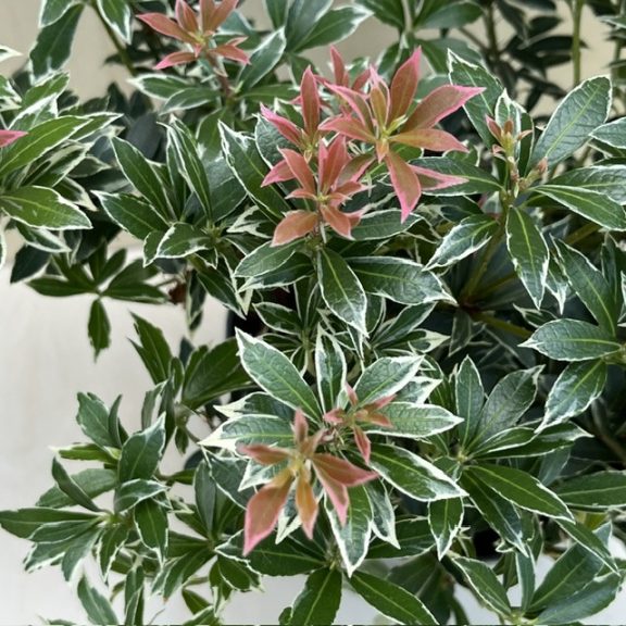 Pieris japonica ‘Little Heath’