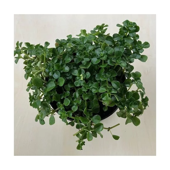 Pilea depressa 'Baby Tears' Pilea depressa 'Baby Tears'