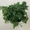 Pilea depressa 'Baby Tears'
