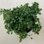 Pilea depressa 'Baby Tears'