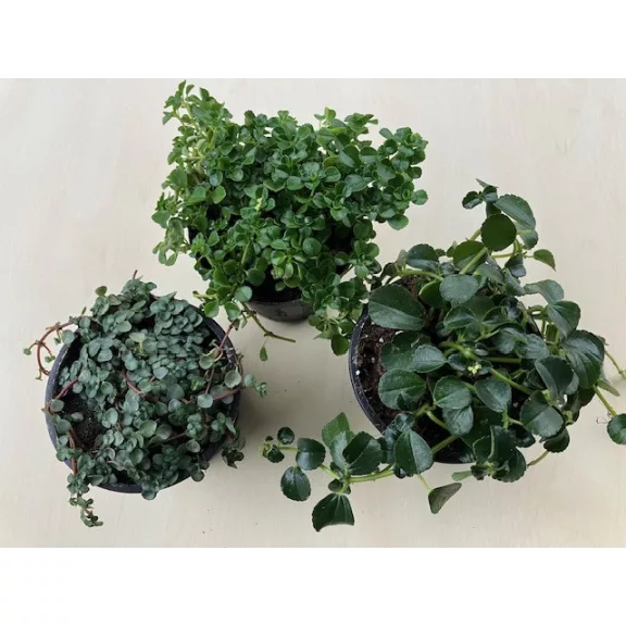 Pilea depressa 'Baby Tears' Pilea depressa 'Baby Tears'