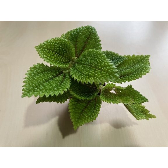 Pilea mollis