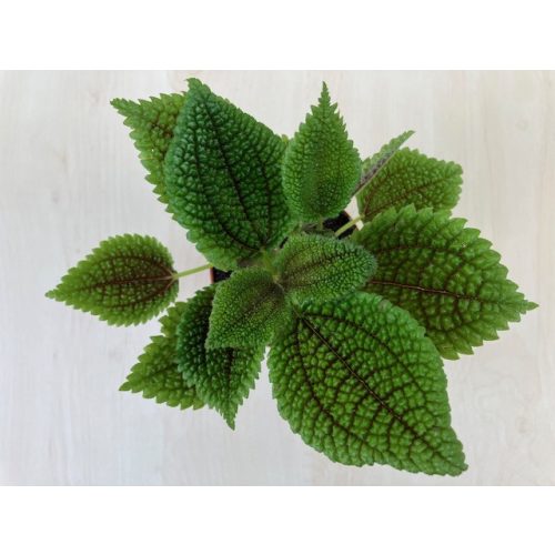 Pilea mollis 'Moon Valley'