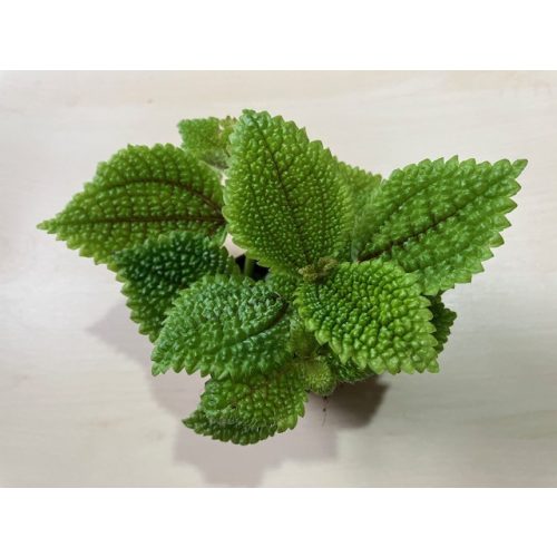 Pilea mollis