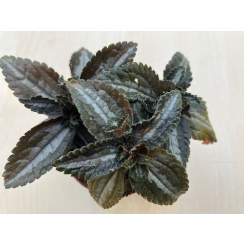 Pilea 'Norfolk'