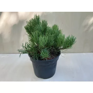 Pinus mugo 'Pumilio'