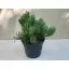 Pinus mugo 'Pumilio'