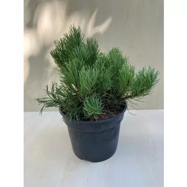 Pinus mugo 'Pumilio'