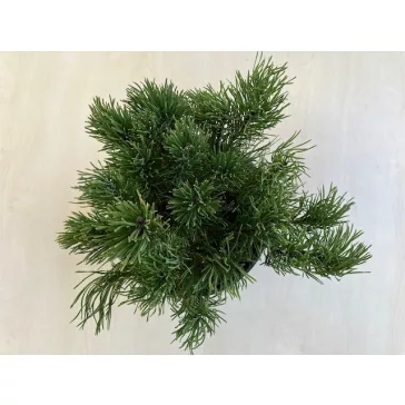Pinus mugo 'Pumilio'