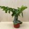 Platycerium 'Superbum'