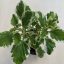 Plectranthus coleides