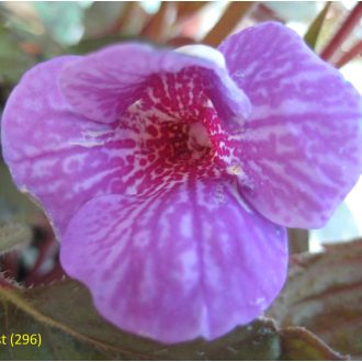 Achimenes x hybrida 'Poltergeist'