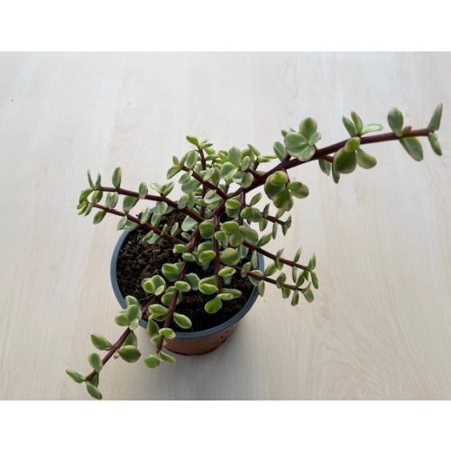 Portulacaria afra 'Variegata' 