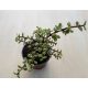 Portulacaria afra 'Variegata' 