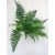 Pteris quadriaurita