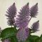 Ptilotus exaltatus
