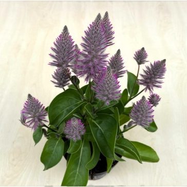 Ptilotus exaltatus