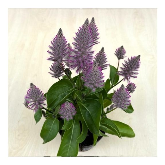 Ptilotus exaltatus