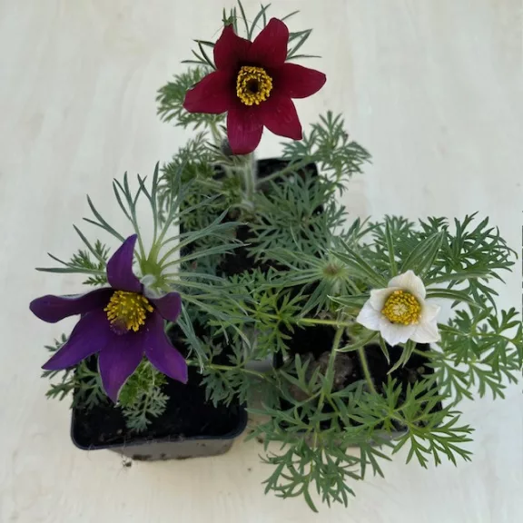 Pulsatilla vulgaris after blooming Pulsatilla vulgaris after blooming
