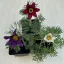 Pulsatilla vulgaris after blooming