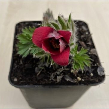 Pulsatilla vulgaris after blooming