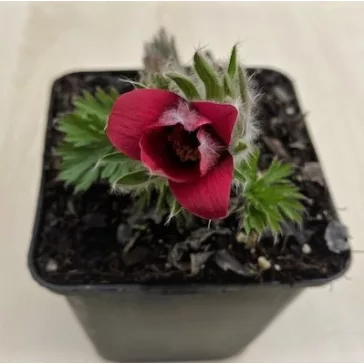 Pulsatilla vulgaris after blooming