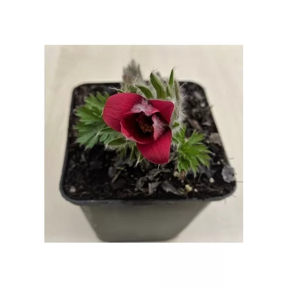 Pulsatilla vulgaris after blooming Pulsatilla vulgaris after blooming