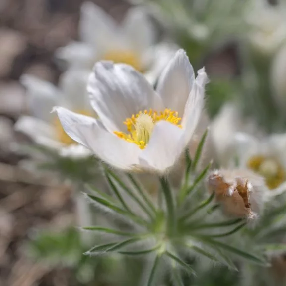 Pulsatilla vulgaris after blooming Pulsatilla vulgaris after blooming