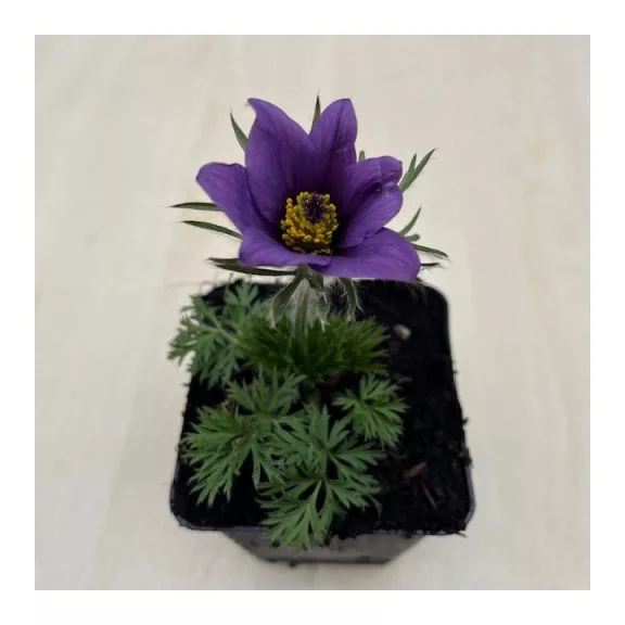 Pulsatilla vulgaris after blooming Pulsatilla vulgaris after blooming