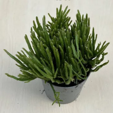 Rhipsalis baccifera