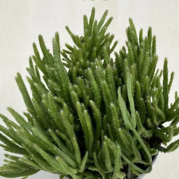 Rhipsalis baccifera