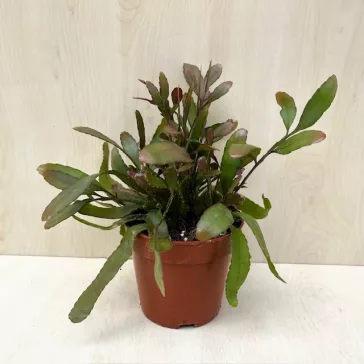Rhipsalis trigona