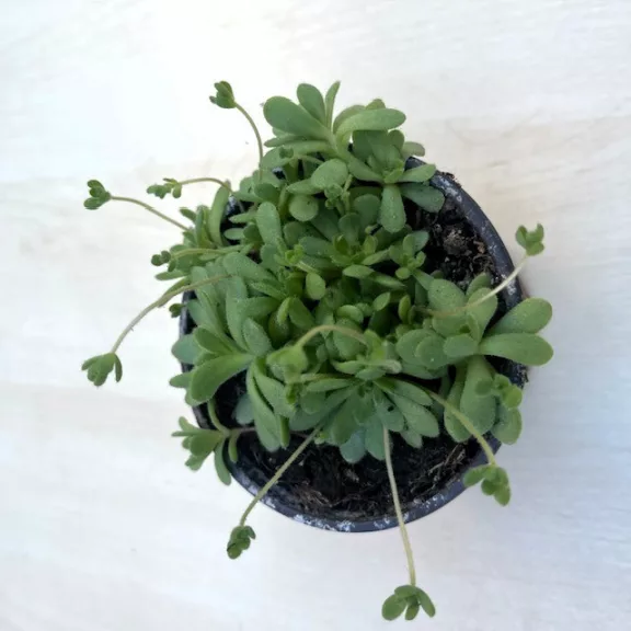 Rosularia sedoides var. alba Rosularia sedoides var. alba
