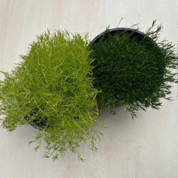 Sagina subulata 